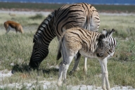 Zebra und Springbock