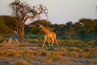 Baby Giraffen