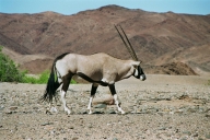 Oryx im Hoanib