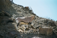 Oryx auf der Flucht